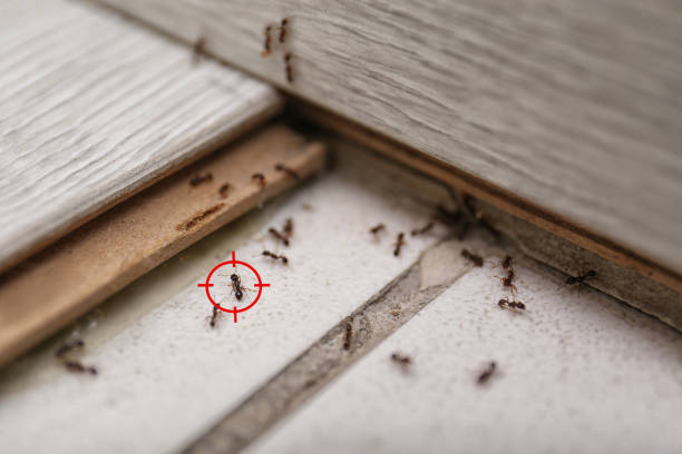 Wasp Removal Services in Canyon Lake, TX