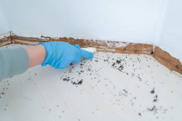Best Pest Control Treatment  in Canyon Lake, TX